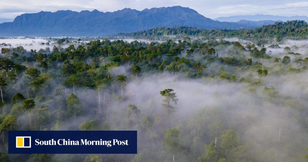 EU accused of sacrificing forests for Indonesia trade deal: ‘startling coincidence’