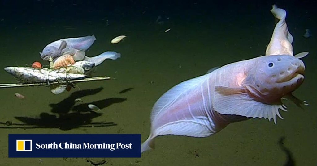 Biologists discover Ring of Fire creatures have array of deep-sea survival mechanisms