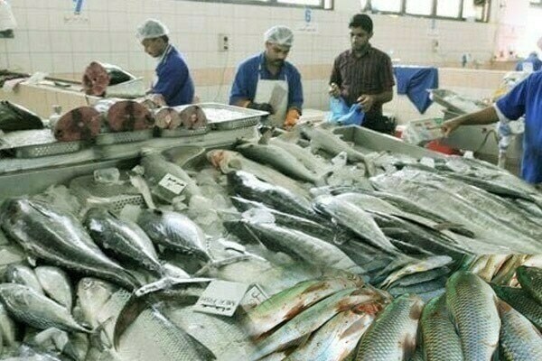 Jan to Aug 2025: Fish meal exports to China jump 17pc YoY – Business & Finance