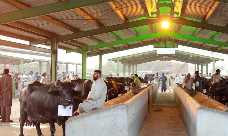 Dairy, poultry and fish farming projects: Moot reviews possibilities under PPP – Business & Finance