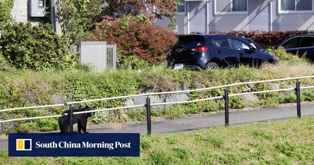 Japan to deploy troops to help combat surge in bear attacks amid growing ‘crisis’