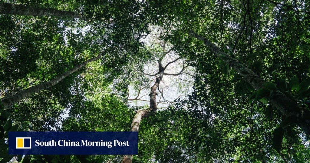 Exclusive | China praises Brazil’s forest fund but holds back on cash
