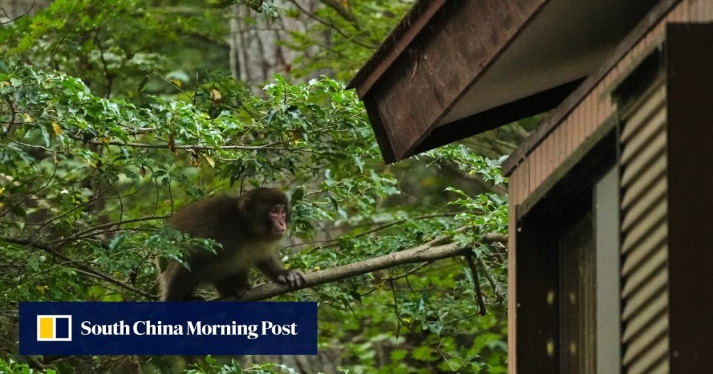 Japan faces more wildlife menace as monkeys invade homes, steal food