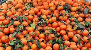 ‘Pakistan can scale up kinnow exports to $400m by adopting new citrus varieties’ – Business & Finance