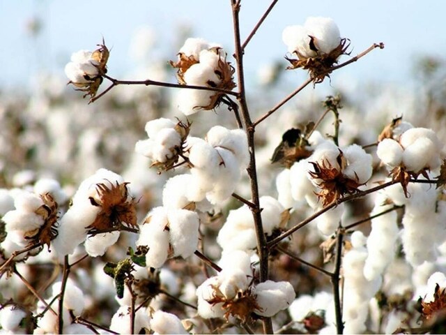Weekly Cotton Review: Spot rate up Rs100 amid sharp drop in trading volume – Markets