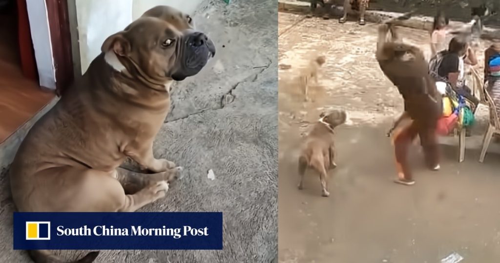 Brutal dog killing in Philippines sparks outrage, calls to strengthen animal welfare law