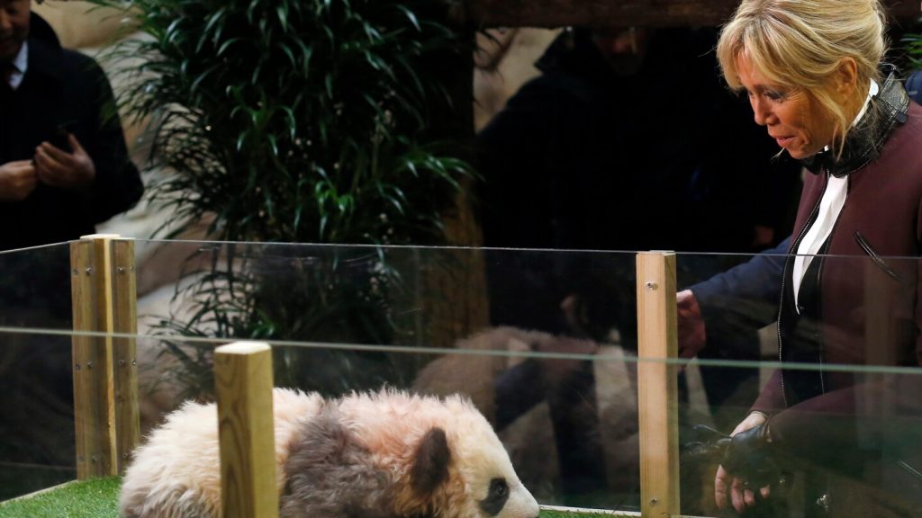 Brigitte Macron reunites with giant panda Yuan Meng in China